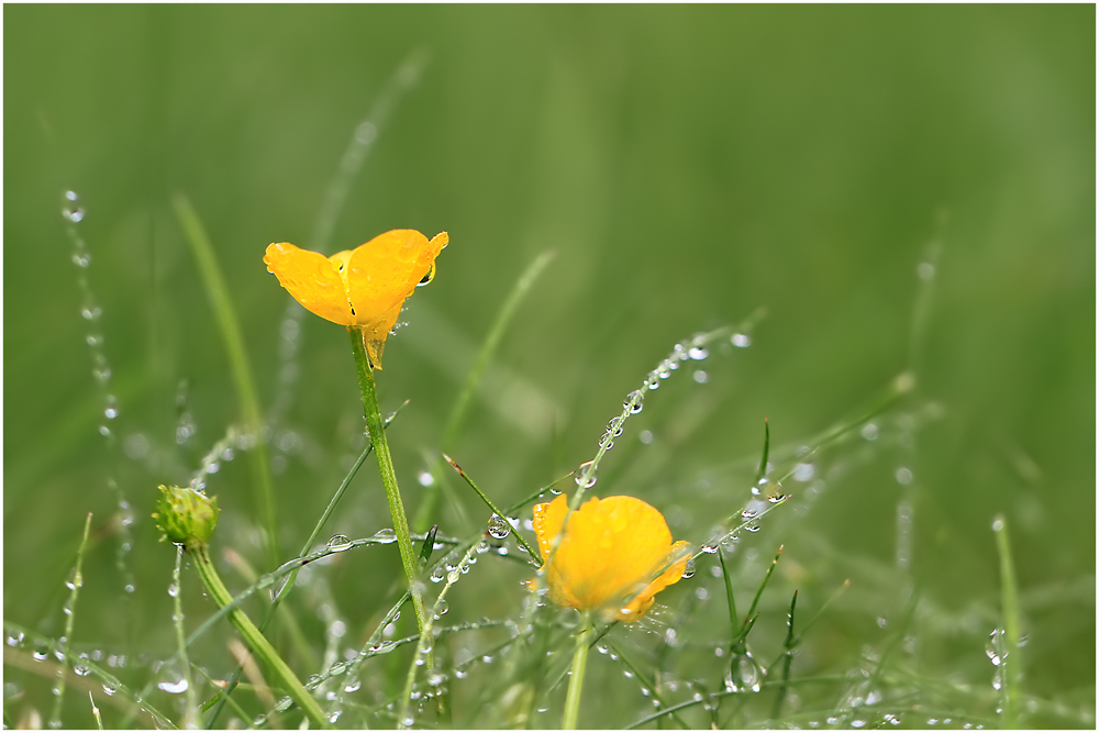 Nach dem Regen