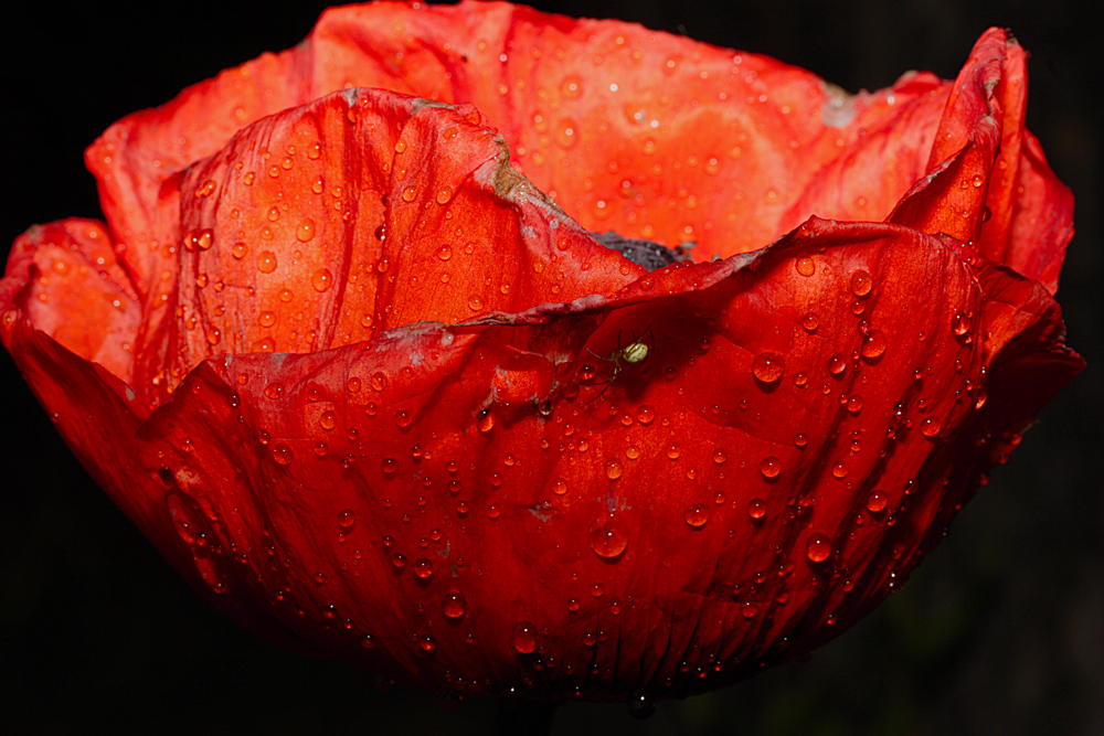 nach dem Regen