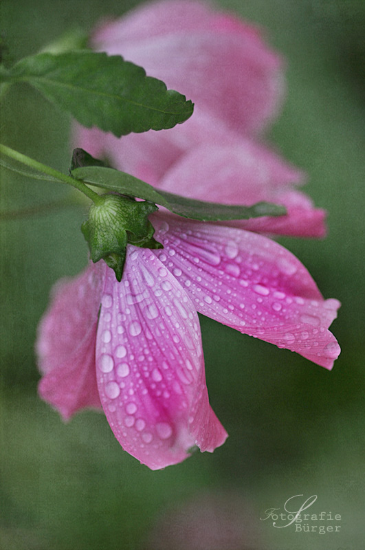 _ nach dem Regen_