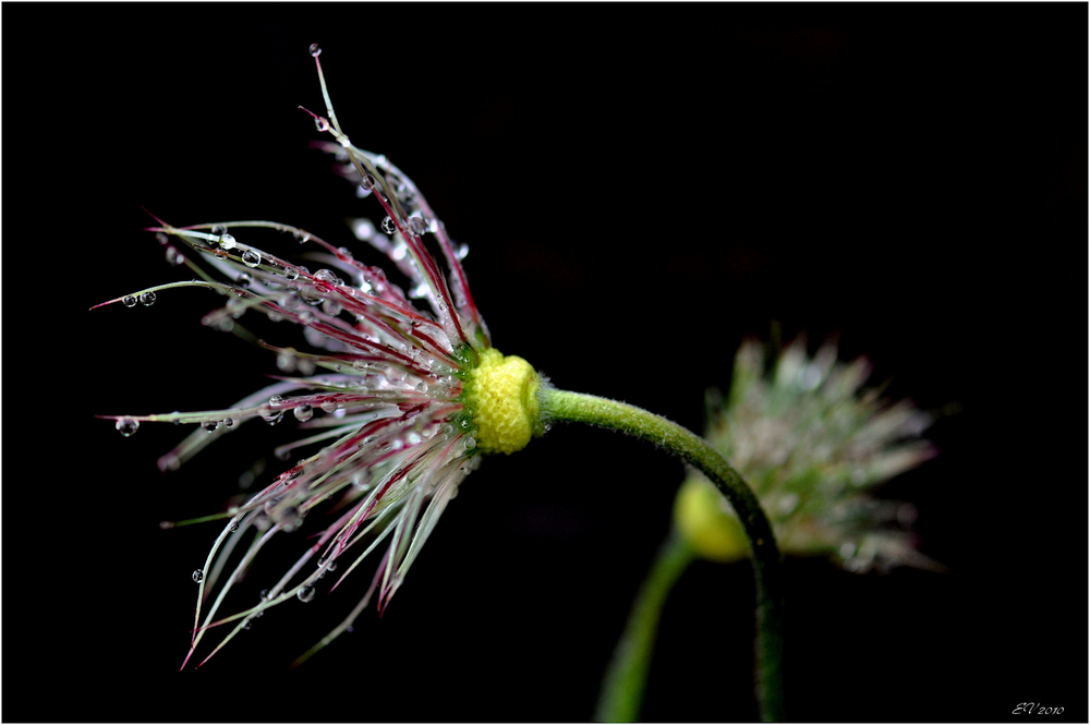 nach dem Regen...