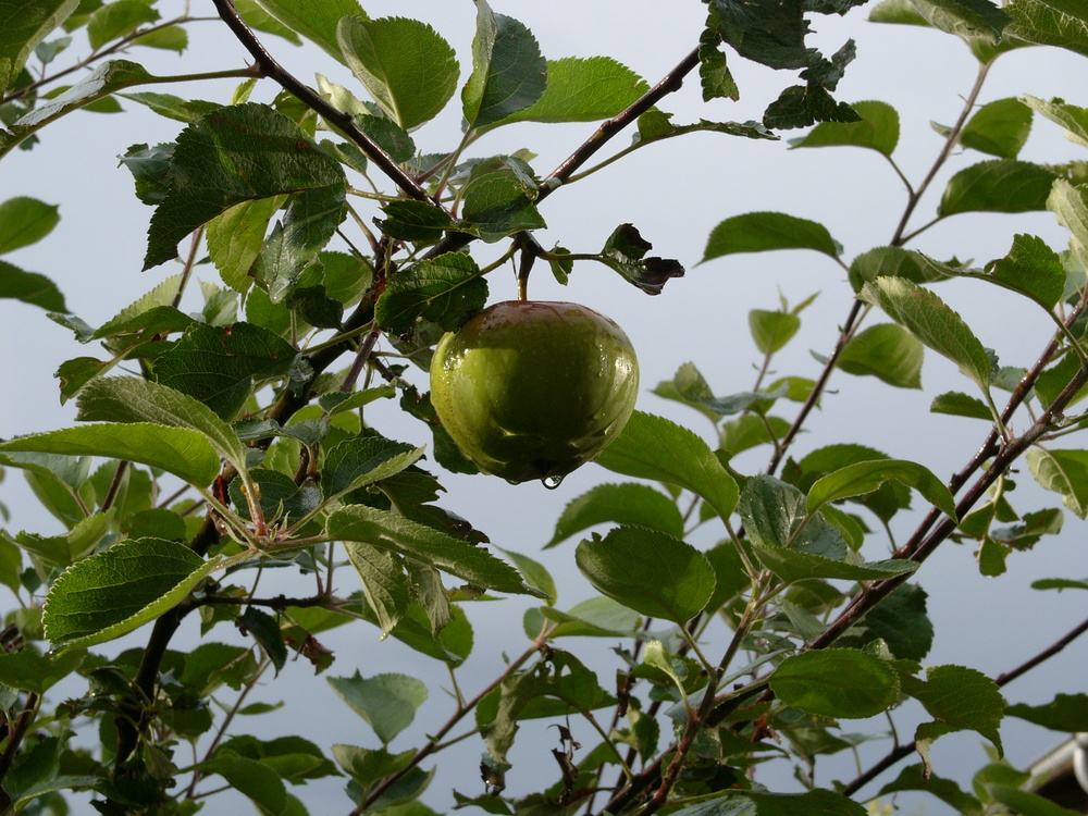 Nach dem Regen