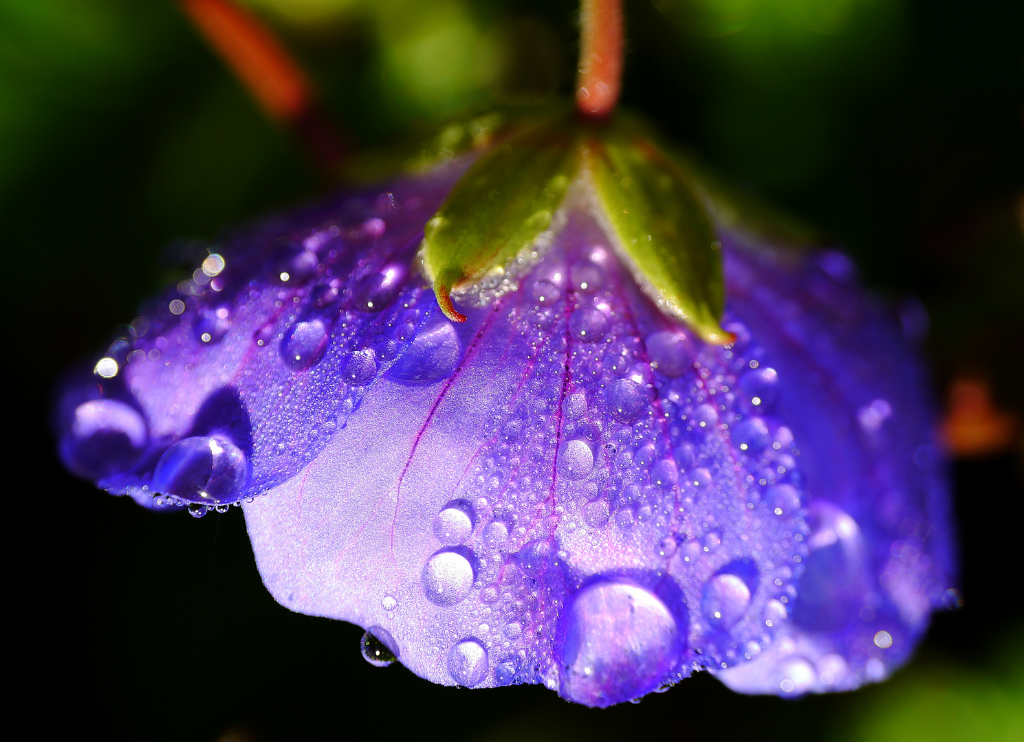 nach dem Regen