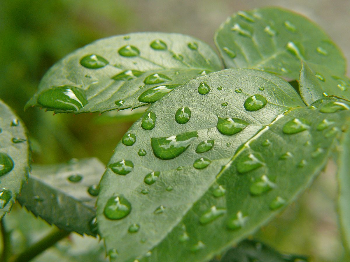 nach dem Regen