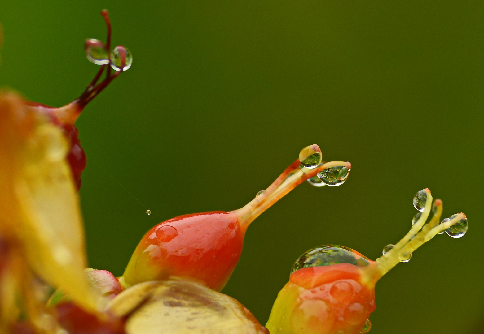 nach dem Regen