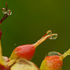 nach dem Regen