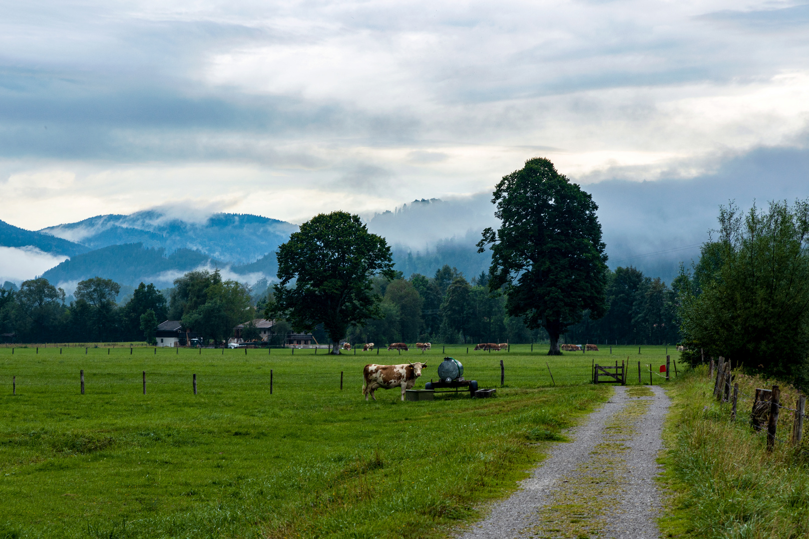 Nach- dem- Regen- Bild mit Kuh 