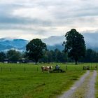 Nach- dem- Regen- Bild mit Kuh 