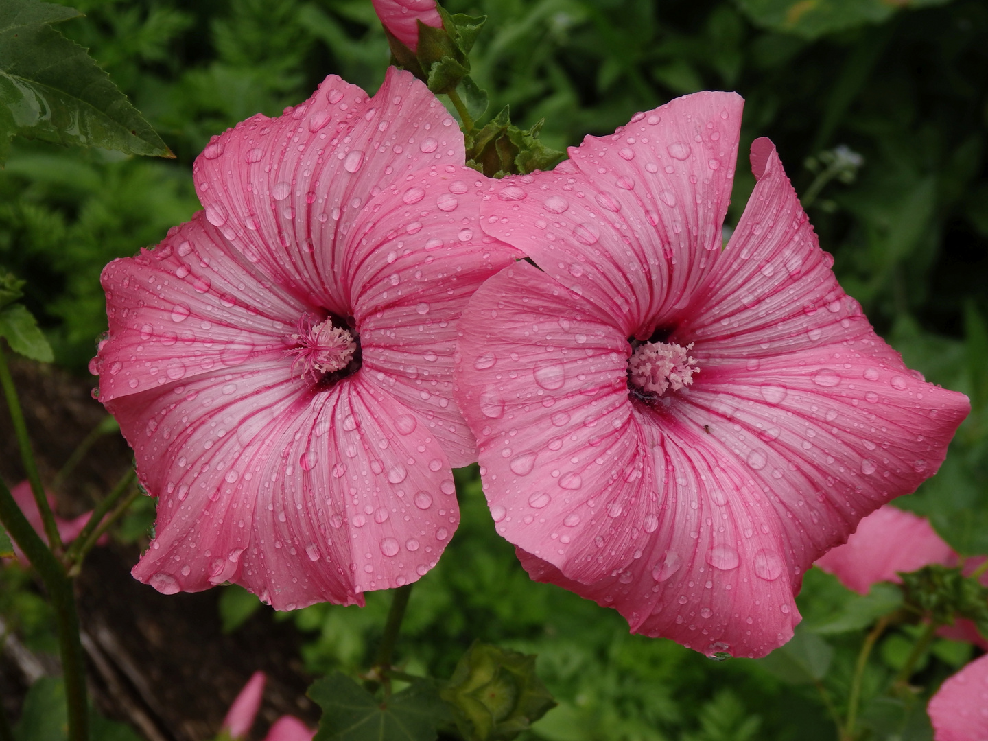 Nach dem Regen - blühende Bechermalven