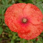 Nach dem Regen - blühender Mohn