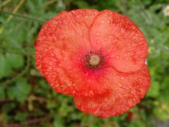 Nach dem Regen - blühender Mohn