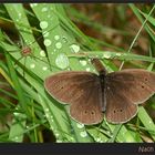 Nach dem Regen - brauner Waldvogel