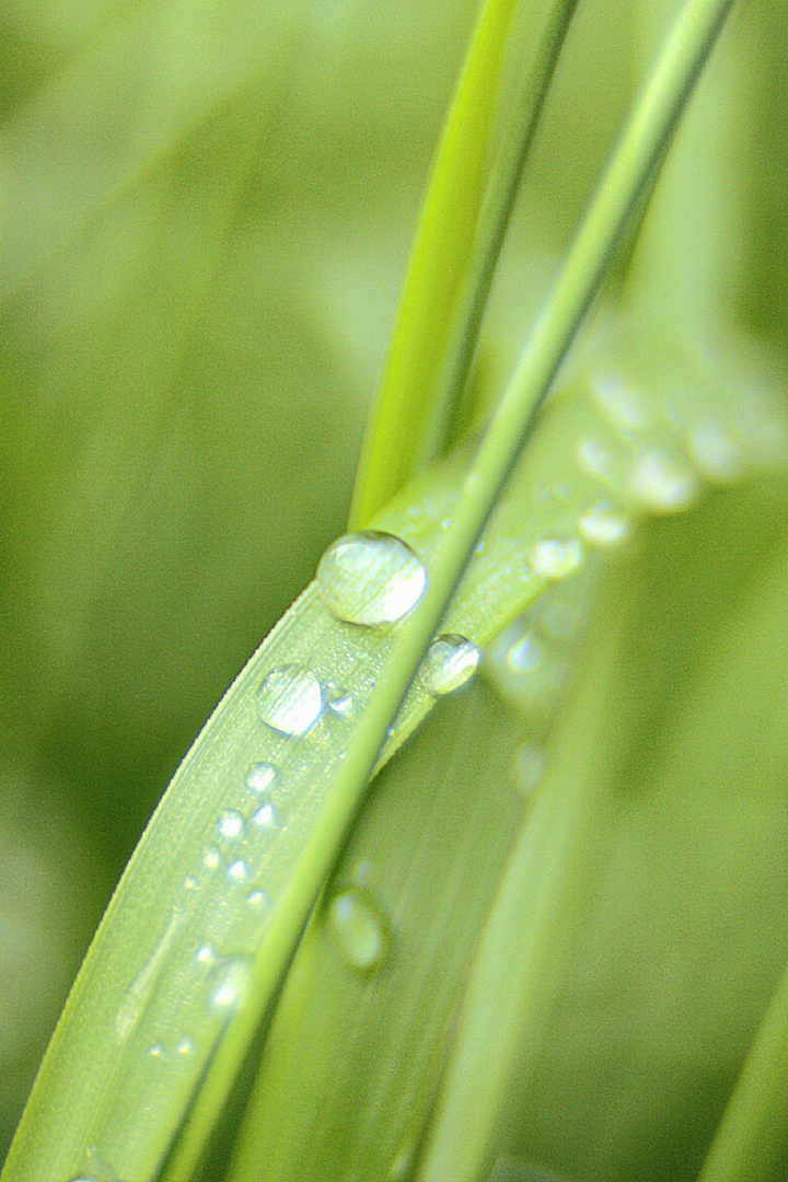 Nach dem Regen