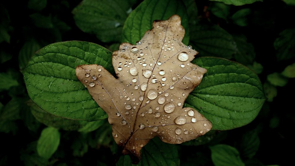 nach dem Regen...