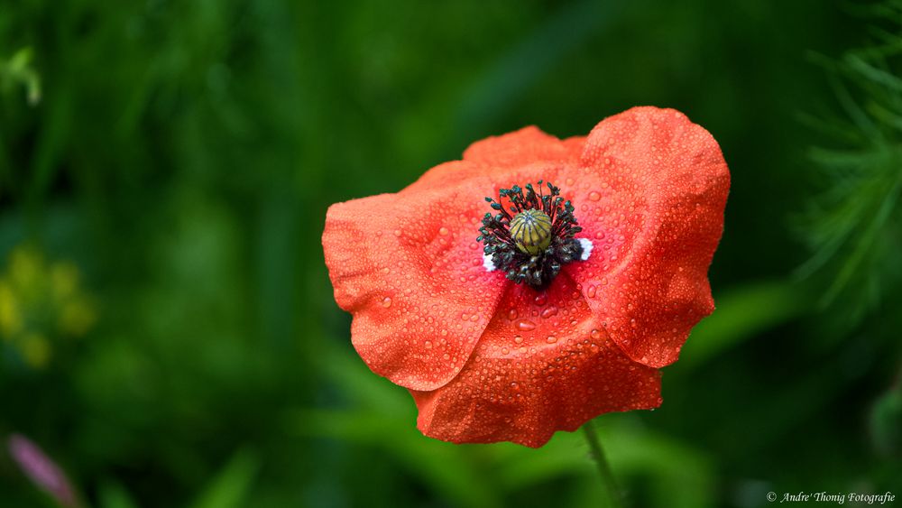 Nach dem Regen