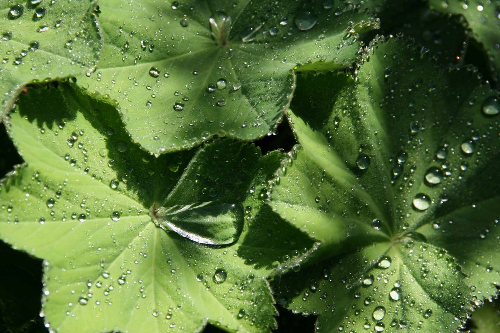 nach dem Regen