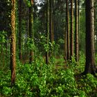 nach dem Regen