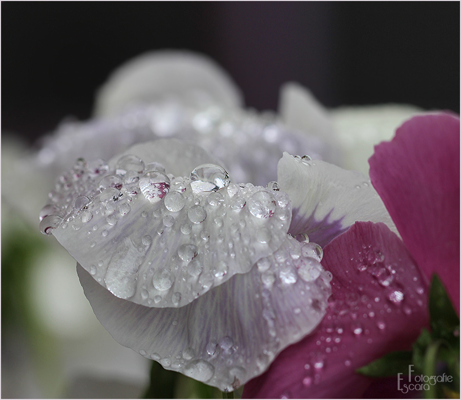 Nach dem Regen