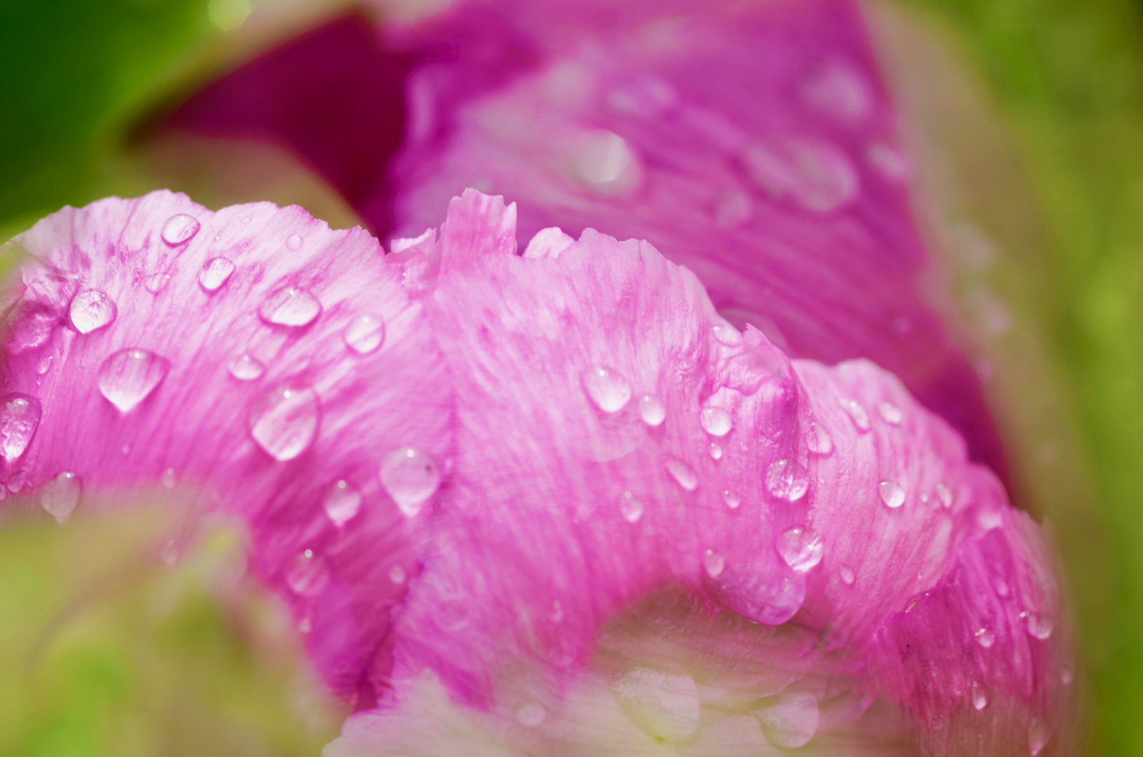 nach dem Regen