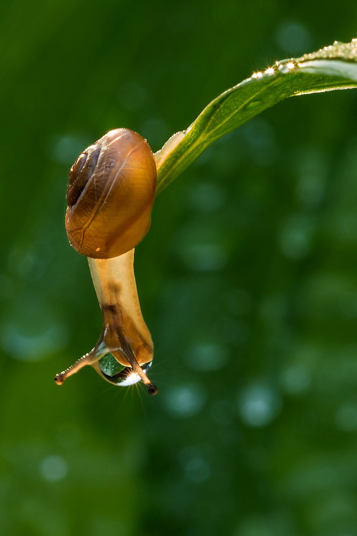 Nach dem Regen