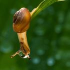 Nach dem Regen