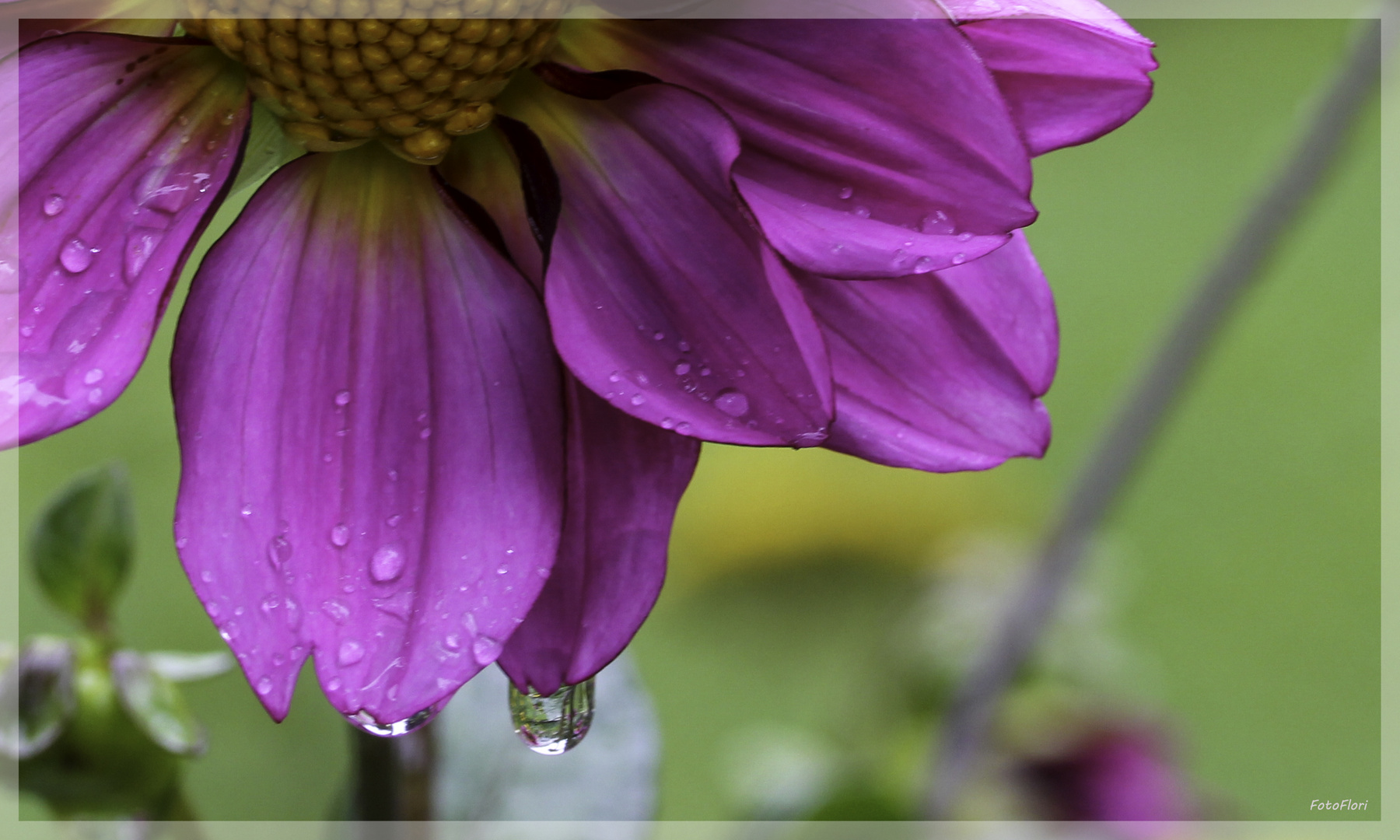 Nach dem Regen