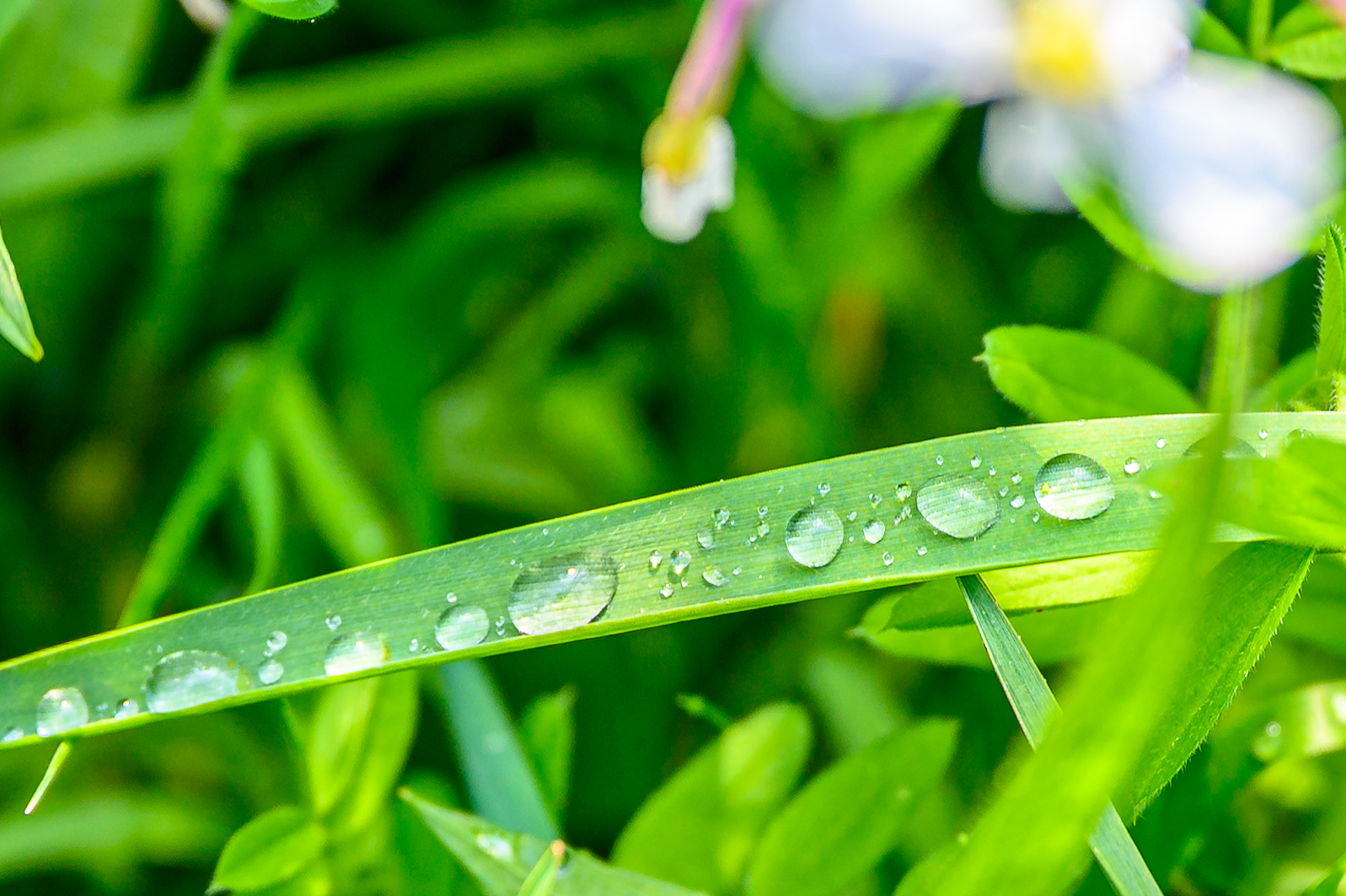 Nach dem Regen