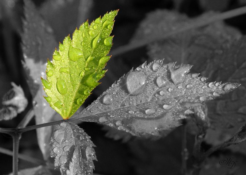 Nach dem Regen