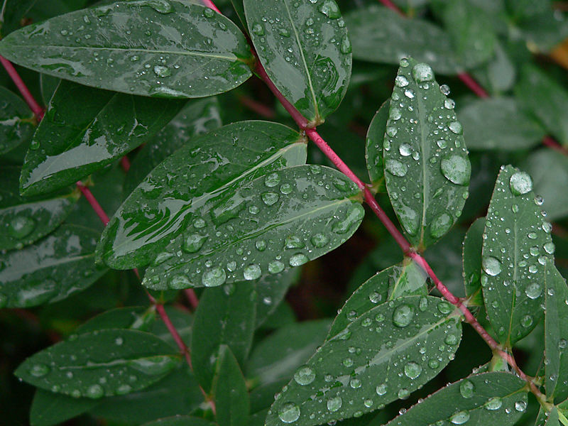 nach dem Regen