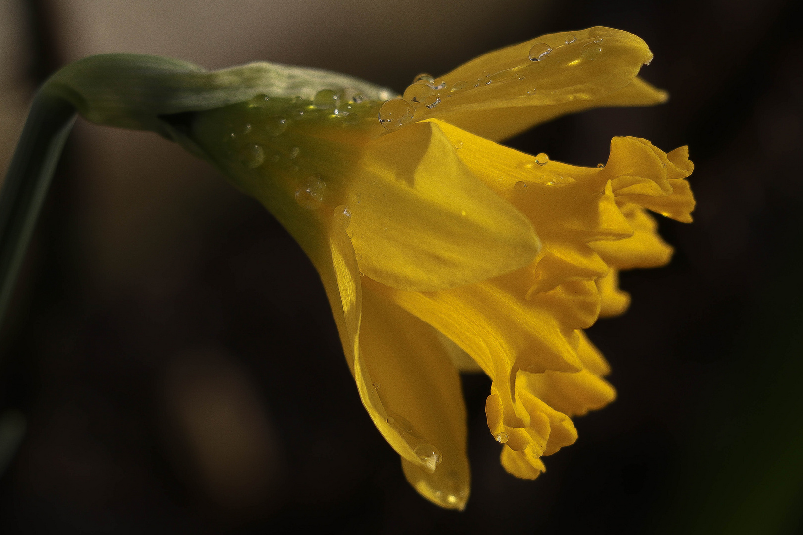 Nach dem Regen