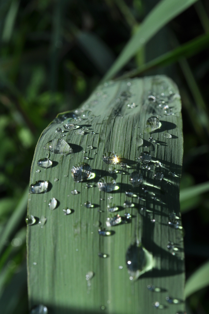 Nach dem Regen