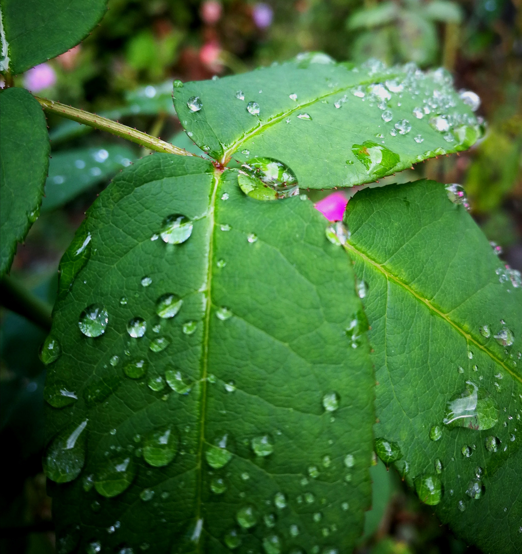 nach dem Regen.. 