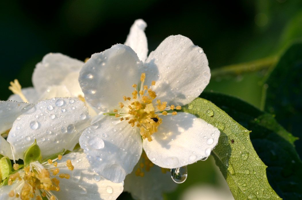 Nach dem Regen