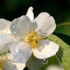 Nach dem Regen