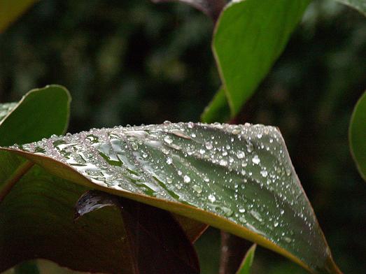 Nach dem Regen