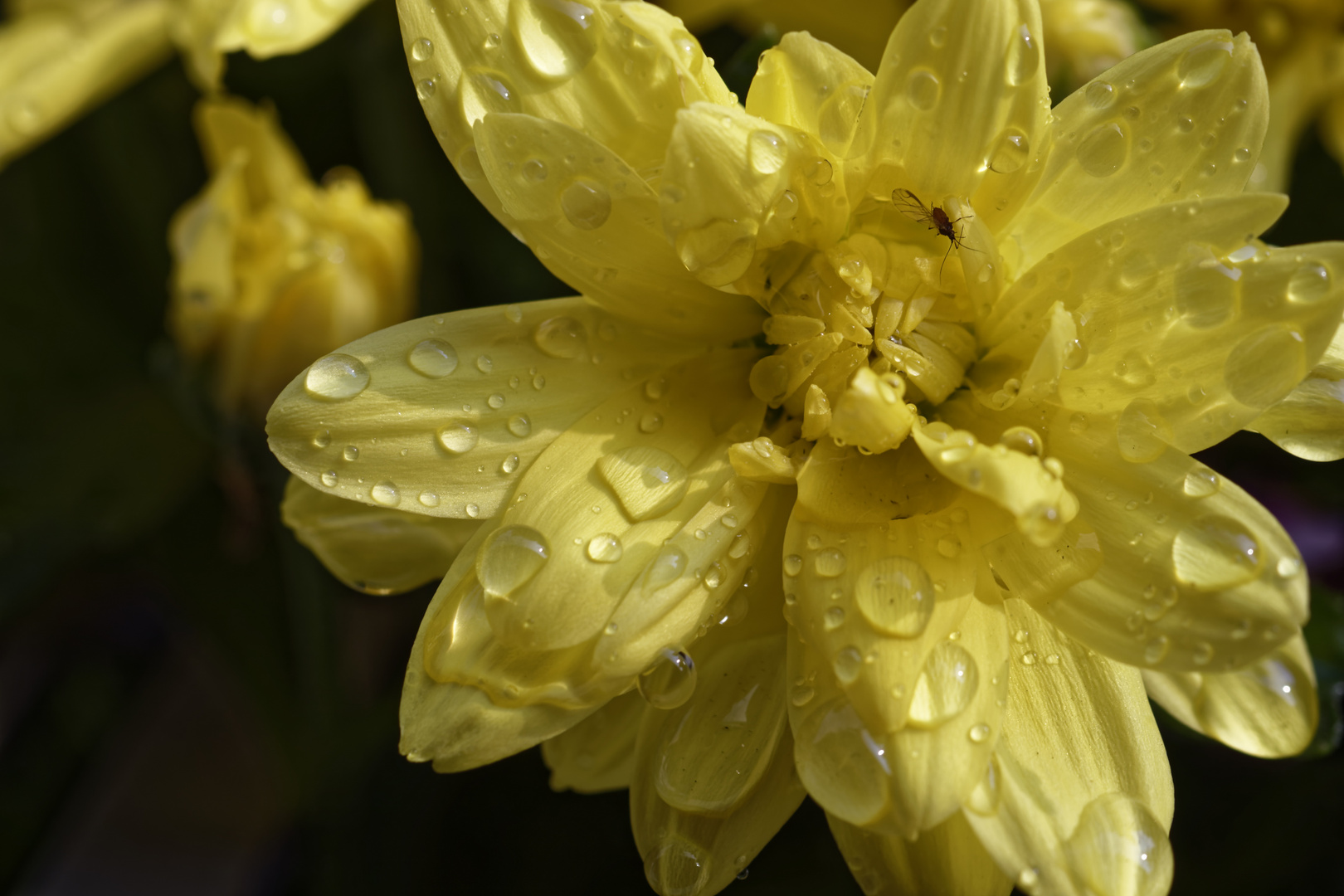 Nach dem Regen