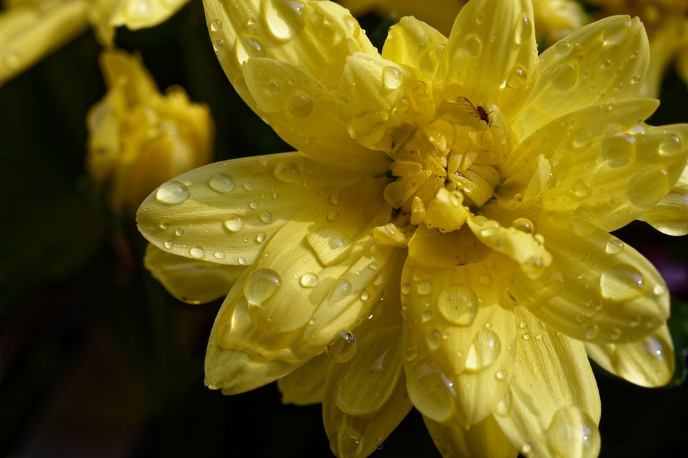 Nach dem Regen