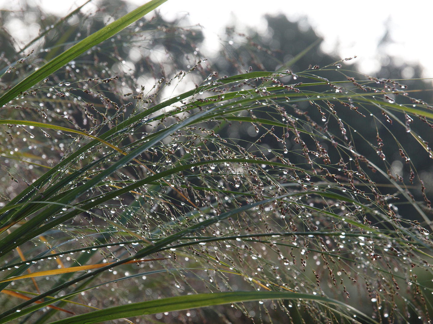 nach dem Regen