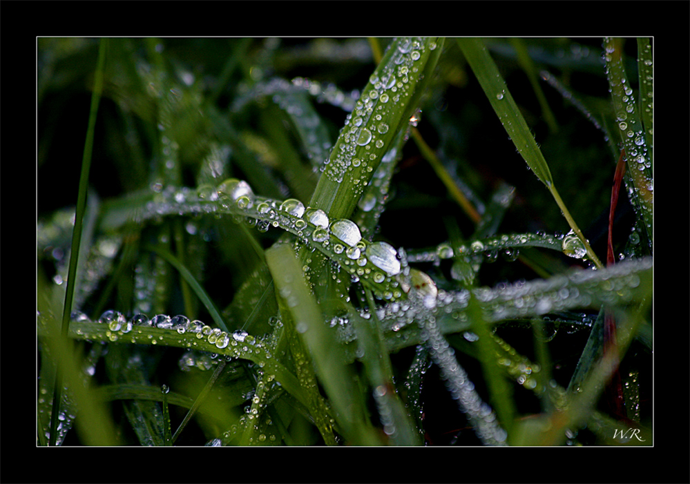 nach dem Regen...