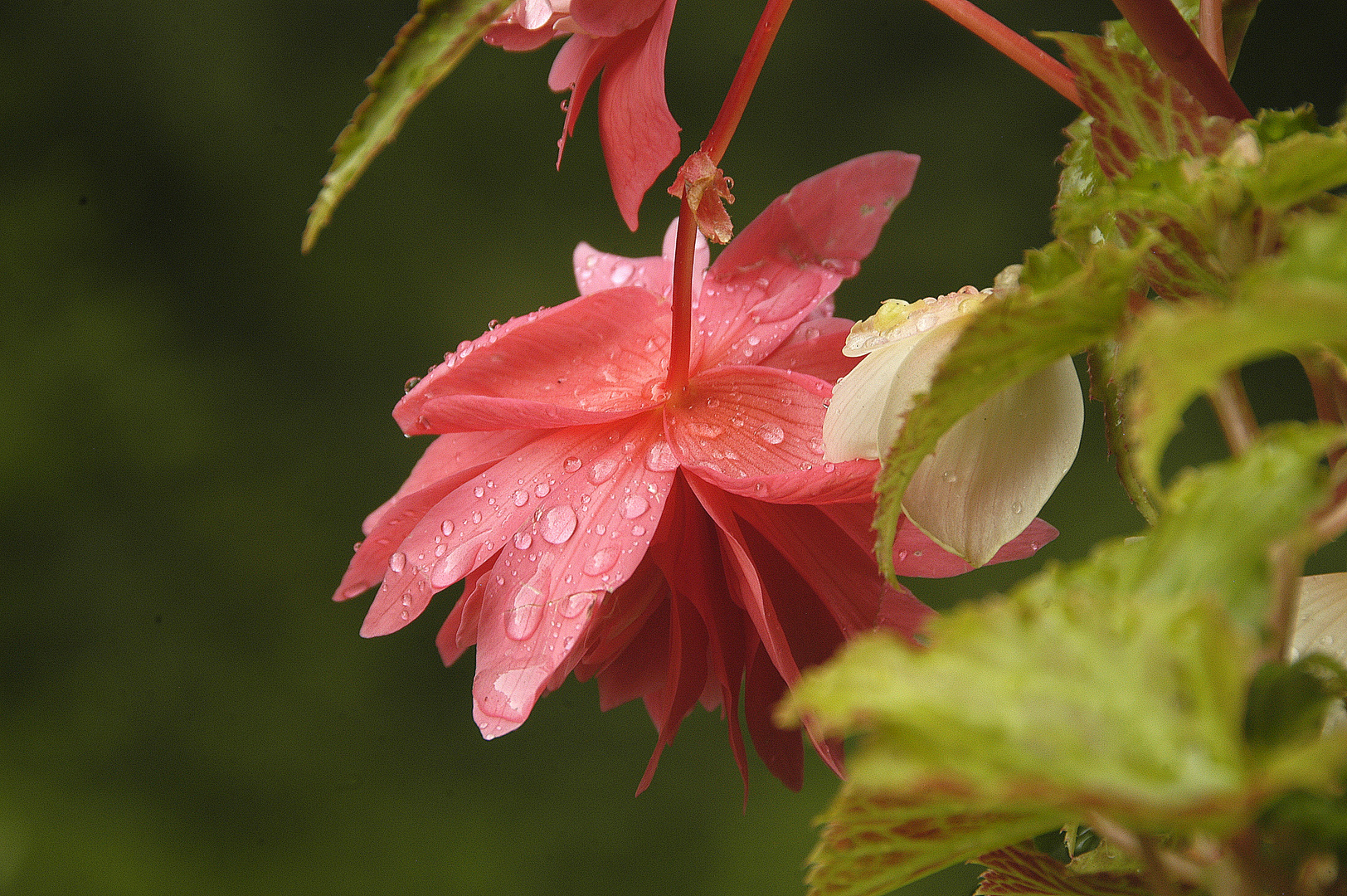 Nach dem Regen