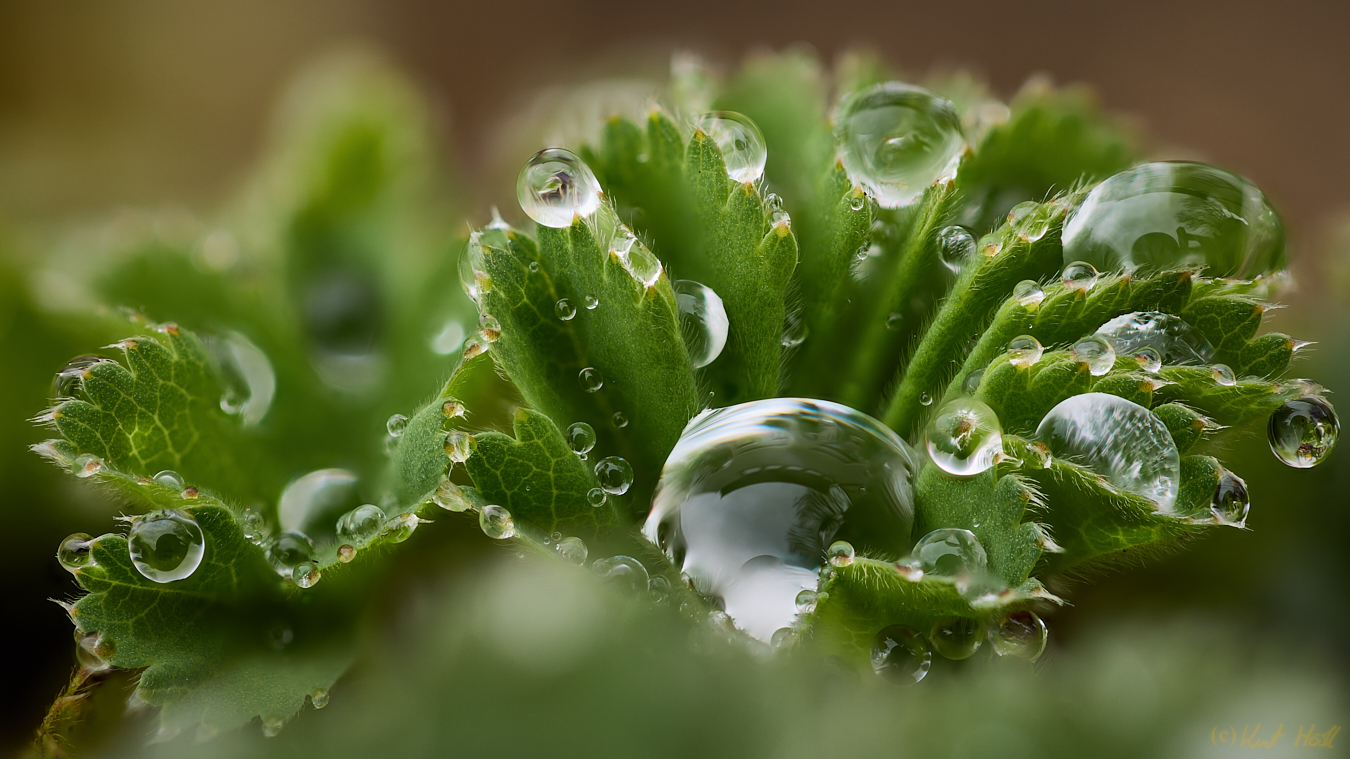 Nach dem Regen.....