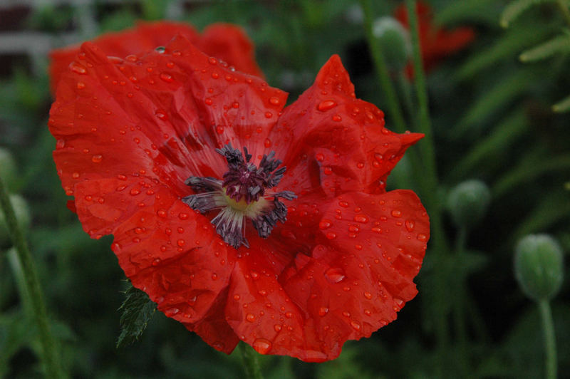 nach dem Regen