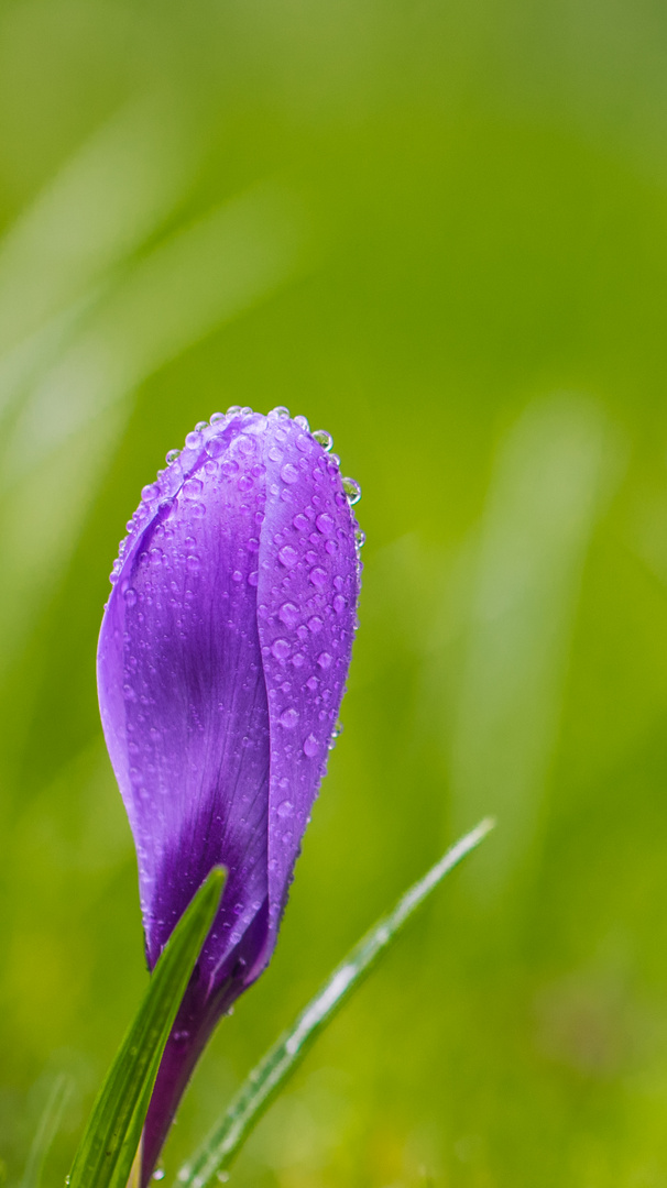 Nach dem Regen