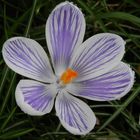 Nach dem Regen - Crocus vernus 'Pickwick'