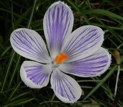 Nach dem Regen - Crocus vernus 'Pickwick'