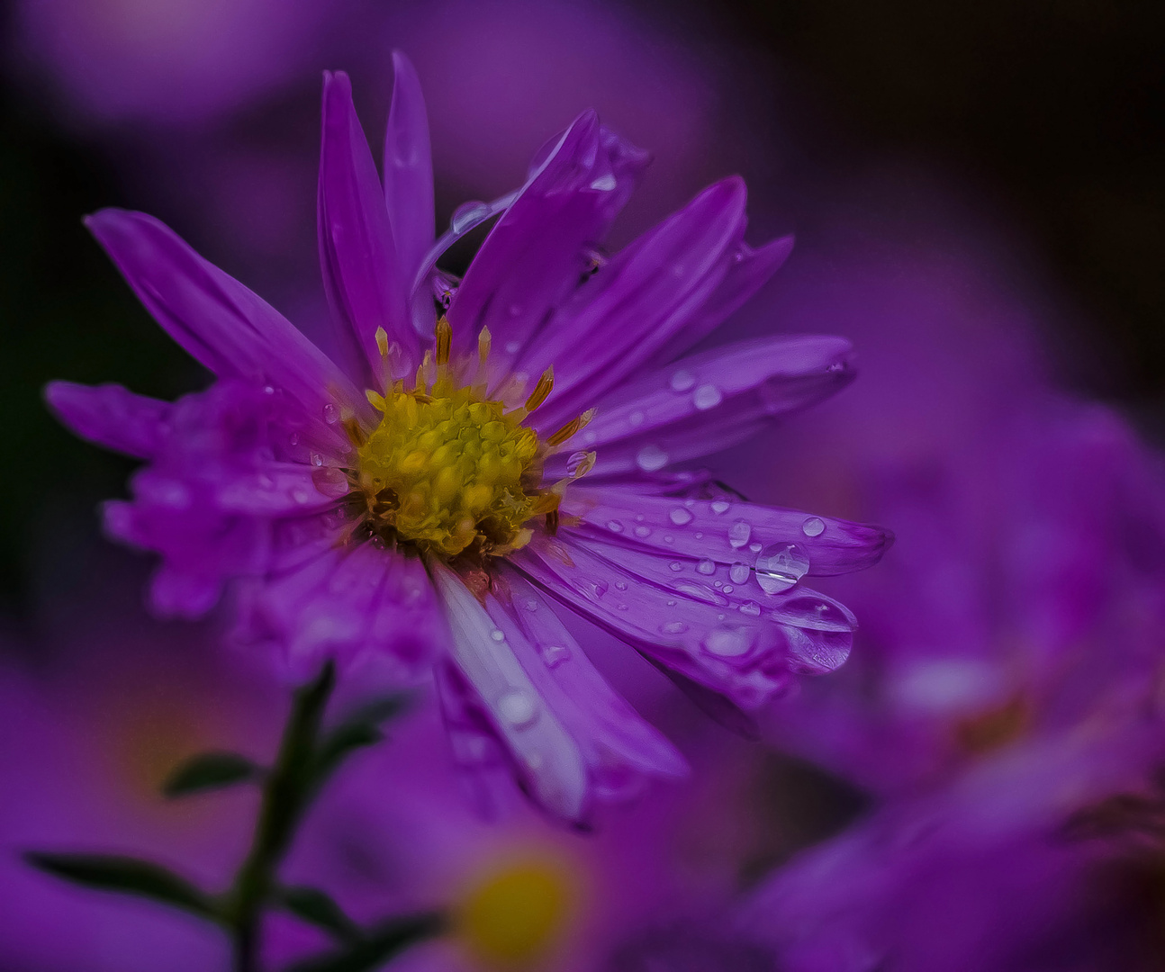 Nach dem Regen