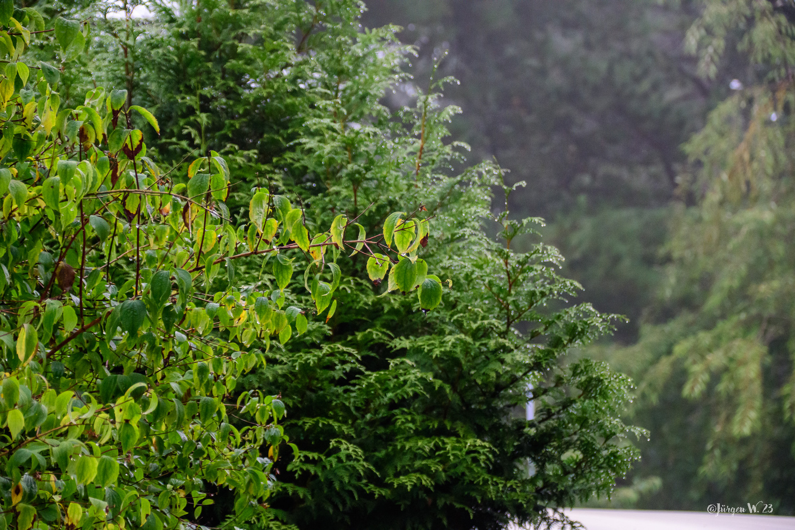 Nach dem Regen