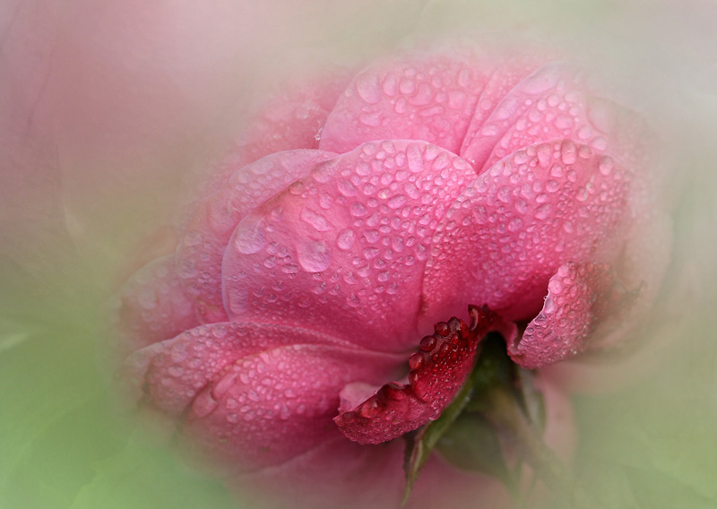 ... nach dem Regen ...