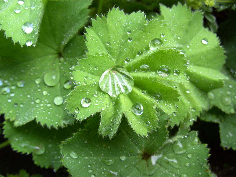 nach dem Regen