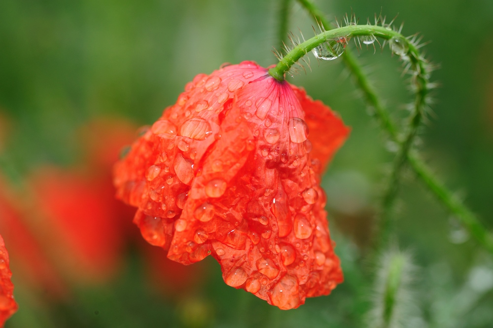 Nach dem Regen