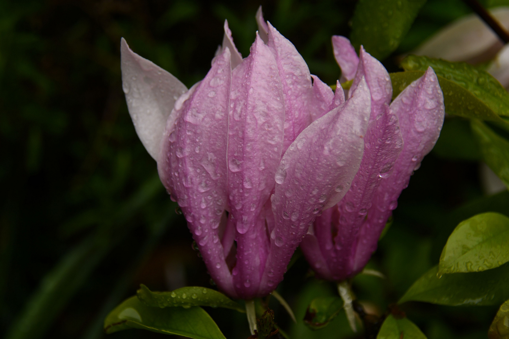 Nach Dem Regen